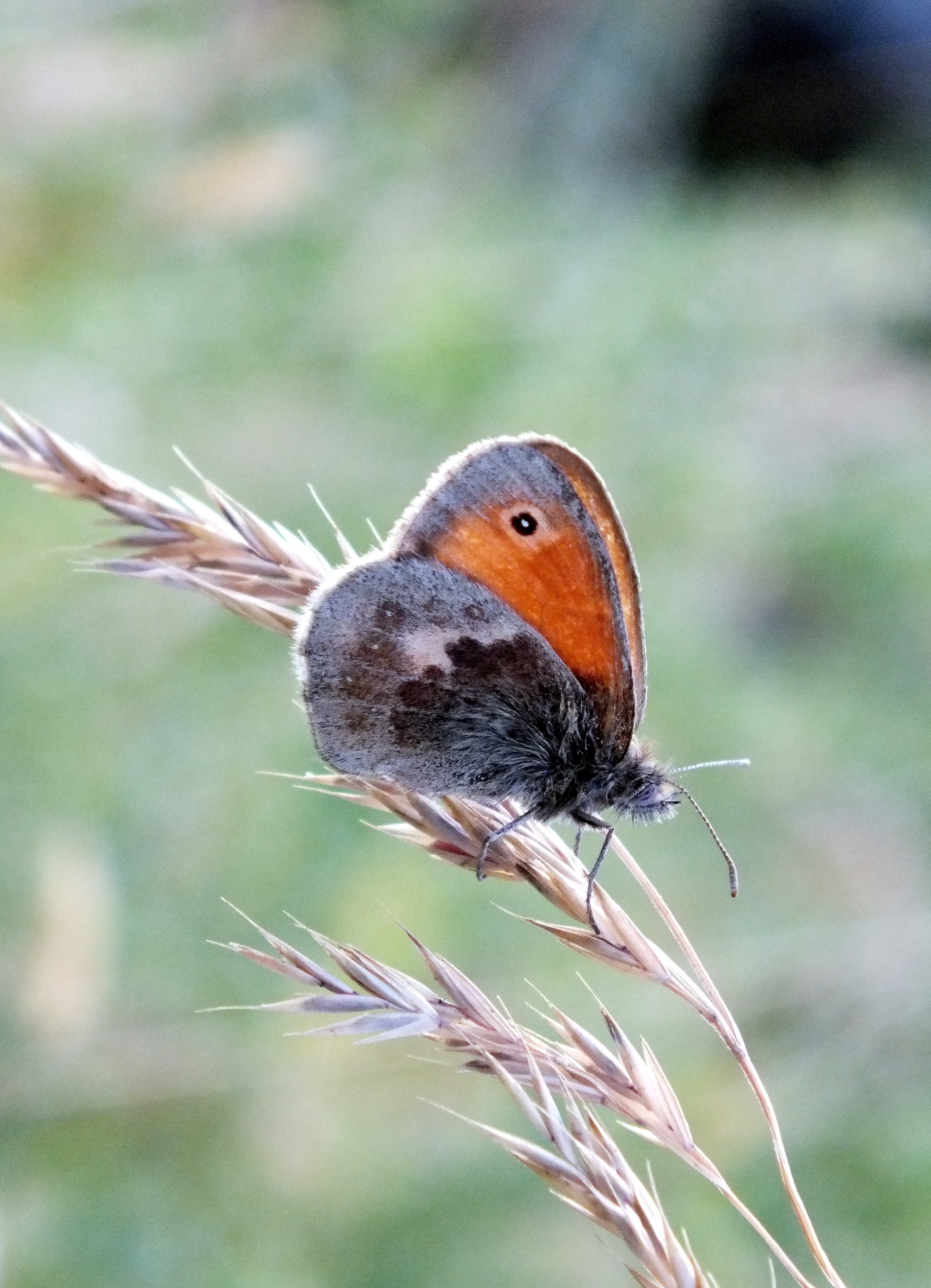 SMALL HEATH BUTTERFLY. Bill Bagley Photography